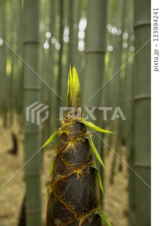 Bamboo shoots of Maengjong Bamboo Forest 133994241