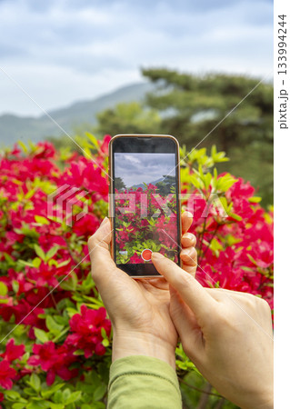Azaleas of Gochang Eupseong Fortress 133994244