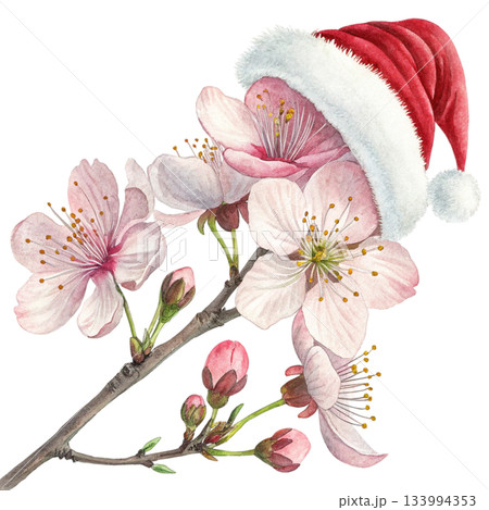 The most beautiful flower in the world a giant Santa hat The most beautiful flower in the world a giant Santa hat 133994353