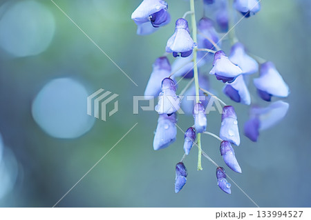 藤の花の一輪 藤の花の一輪 133994527