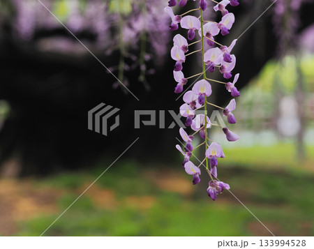 藤の花一輪 133994528