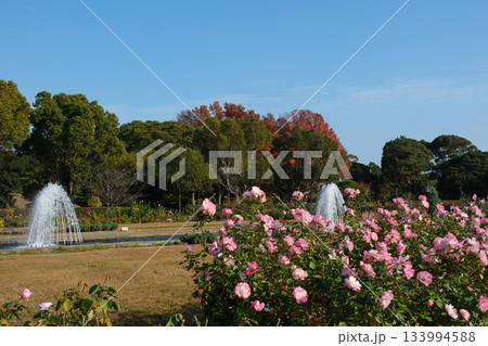 神戸市の須磨離宮公園にある庭園の満開のバラと噴水 神戸市の須磨離宮公園にある庭園の満開のバラと噴水 133994588