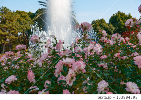 神戸市の須磨離宮公園にある庭園の満開のバラと噴水 神戸市の須磨離宮公園にある庭園の満開のバラと噴水 133994595