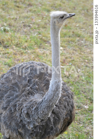 長い首を伸ばして興味をひくものを探すダチョウ 133994616