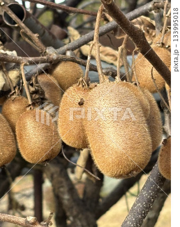 収穫したキウイ 収穫したキウイ 133995018