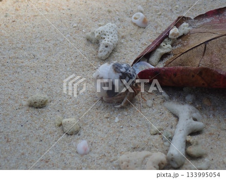 タイ　クラダン島のヤドカリ 133995054