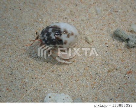 タイ　クラダン島のヤドカリ 133995055