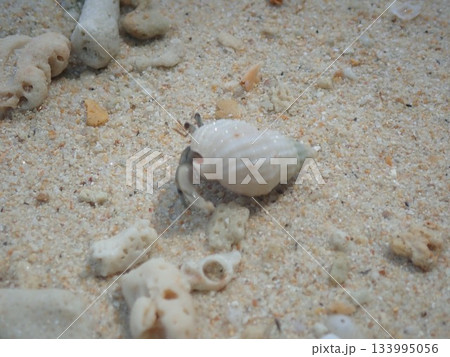 タイ クラダン島のヤドカリ タイ クラダン島のヤドカリ 133995056