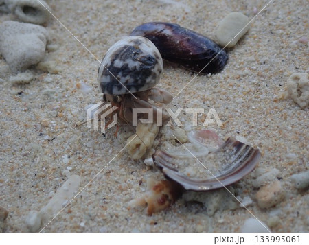 タイ　クラダン島のヤドカリ 133995061