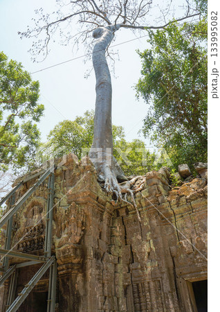 カンボジアの遺跡群の一つである植物で覆われたタ・プローム カンボジアの遺跡群の一つである植物で覆われたタ・プローム 133995082