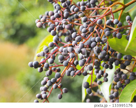 トウネズミモチの実 133995176