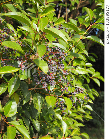 トウネズミモチの実 133995177