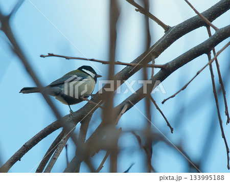 枝にとまる四十雀 133995188
