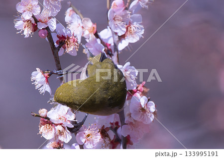 梅の花の蜜を吸うメジロ 133995191