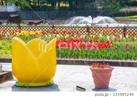 木曽三川公園のチューリップ《岐阜県 海津市 木曽三川公園センター》 133995240