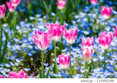 木曽三川公園のチューリップとネモフィラ《岐阜県 海津市 木曽三川公園センター》 133995246