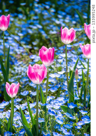 木曽三川公園のチューリップとネモフィラ《岐阜県 海津市 木曽三川公園センター》 133995248