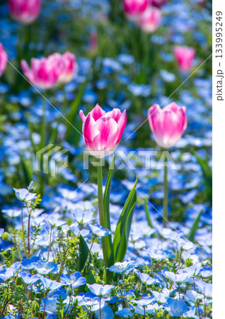 木曽三川公園のチューリップとネモフィラ《岐阜県 海津市 木曽三川公園センター》 133995249