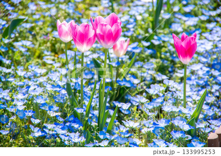 木曽三川公園のチューリップとネモフィラ《岐阜県 海津市 木曽三川公園センター》 133995253