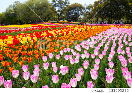 木曽三川公園のチューリップ《岐阜県 海津市 木曽三川公園センター》 133995256