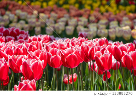 木曽三川公園のチューリップ《岐阜県 海津市 木曽三川公園センター》 133995270