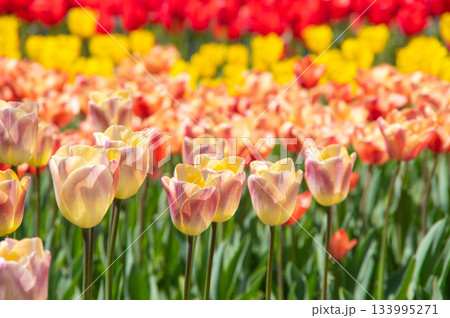 木曽三川公園のチューリップ《岐阜県 海津市 木曽三川公園センター》 133995271