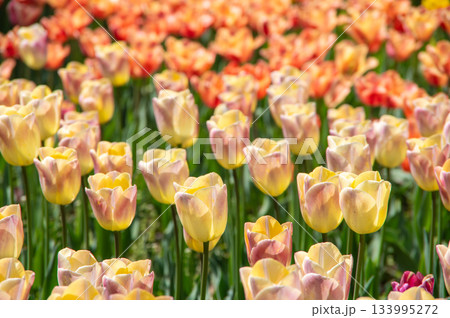 木曽三川公園のチューリップ《岐阜県 海津市 木曽三川公園センター》 133995272