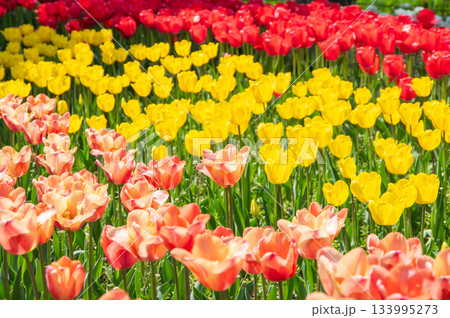 木曽三川公園のチューリップ《岐阜県 海津市 木曽三川公園センター》 133995273