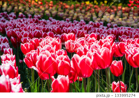 木曽三川公園のチューリップ《岐阜県 海津市 木曽三川公園センター》 133995274