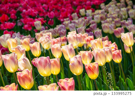 木曽三川公園のチューリップ《岐阜県 海津市 木曽三川公園センター》 133995275