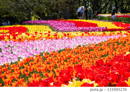 木曽三川公園のチューリップ《岐阜県 海津市 木曽三川公園センター》 133995276