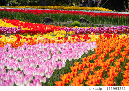 木曽三川公園のチューリップ《岐阜県 海津市 木曽三川公園センター》 133995281