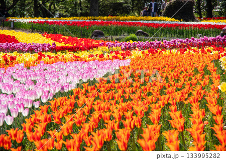 木曽三川公園のチューリップ《岐阜県 海津市 木曽三川公園センター》 133995282