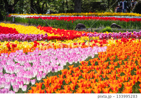 木曽三川公園のチューリップ《岐阜県 海津市 木曽三川公園センター》 133995283