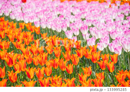 木曽三川公園のチューリップ《岐阜県 海津市 木曽三川公園センター》 133995285
