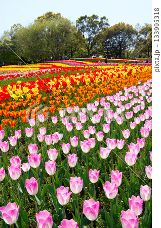 木曽三川公園のチューリップ《岐阜県 海津市 木曽三川公園センター》 133995318