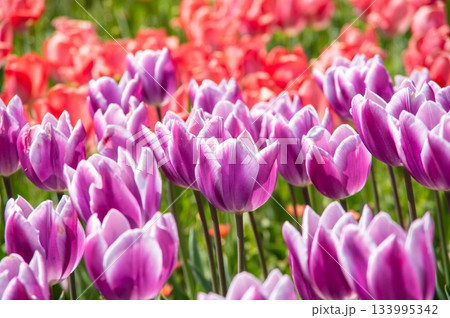 木曽三川公園のチューリップ《岐阜県 海津市 木曽三川公園センター》 133995342