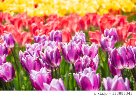 木曽三川公園のチューリップ《岐阜県 海津市 木曽三川公園センター》 133995343