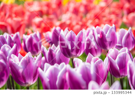 木曽三川公園のチューリップ《岐阜県 海津市 木曽三川公園センター》 133995344