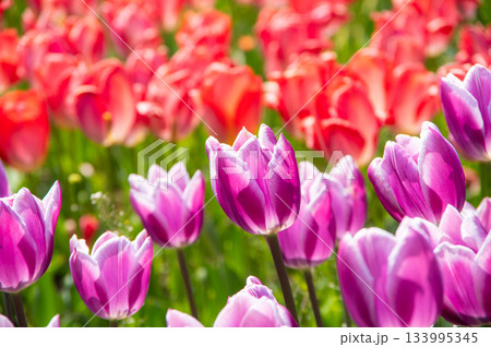 木曽三川公園のチューリップ《岐阜県 海津市 木曽三川公園センター》 133995345