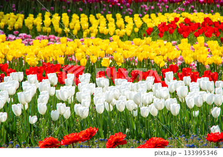 木曽三川公園のチューリップ《岐阜県 海津市 木曽三川公園センター》 133995346