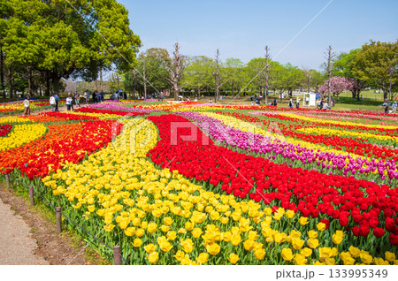 木曽三川公園のチューリップ《岐阜県 海津市 木曽三川公園センター》 133995349