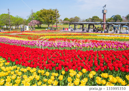 木曽三川公園のチューリップ《岐阜県 海津市 木曽三川公園センター》 133995350