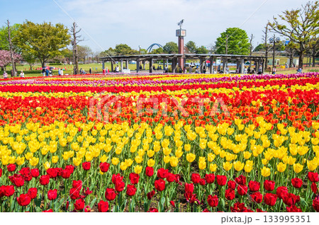 木曽三川公園のチューリップ《岐阜県 海津市 木曽三川公園センター》 133995351