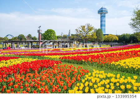 木曽三川公園のチューリップ《岐阜県 海津市 木曽三川公園センター》 133995354