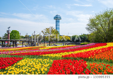 木曽三川公園のチューリップ《岐阜県 海津市 木曽三川公園センター》 木曽三川公園のチューリップ《岐阜県 海津市 木曽三川公園センター》 133995355