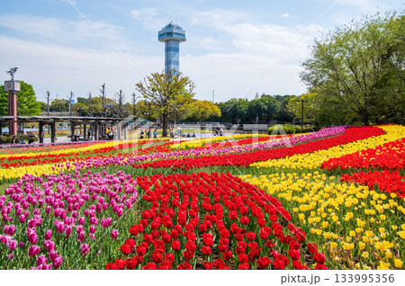 木曽三川公園のチューリップ《岐阜県 海津市 木曽三川公園センター》 133995356
