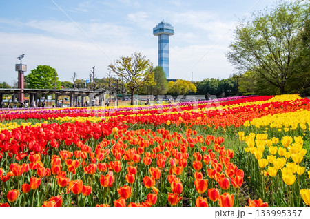 木曽三川公園のチューリップ《岐阜県 海津市 木曽三川公園センター》 133995357