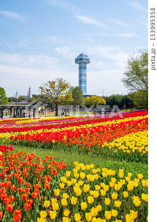 木曽三川公園のチューリップ《岐阜県 海津市 木曽三川公園センター》 133995358