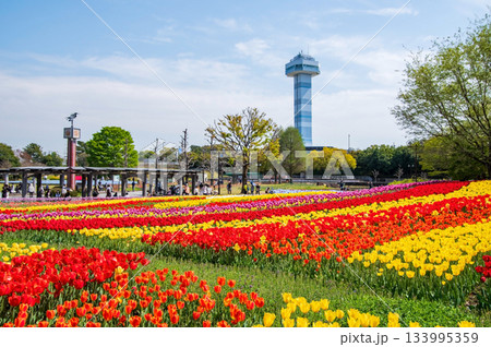 木曽三川公園のチューリップ《岐阜県 海津市 木曽三川公園センター》 133995359